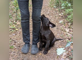 Wunderschönen Labrador Rüden