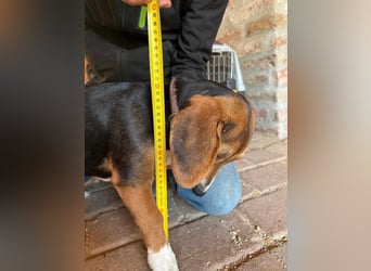 Nelly, geboren 25.12.2024, 29cm sucht ihre Menschen
