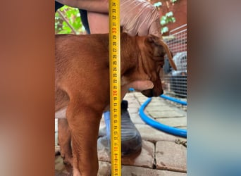 Mandy, geboren 25.03.2025, 29cm sucht ihr Zuhause
