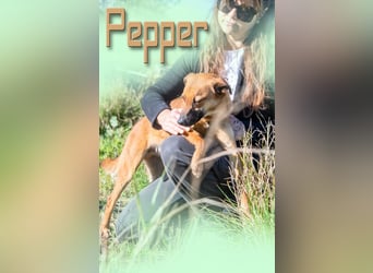 Pepper – ein kleines Sensibelchen