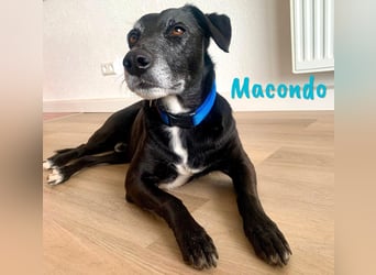 Macondo 04/2020 (in Deutschland) - treuer und liebevoller Labrador-Mix!