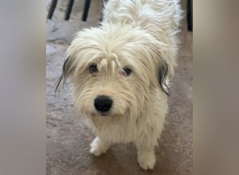 Fluffy, geb. ca. 11/2023, lebt in GRIECHENLAND, auf einer privaten Pflegestelle