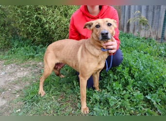 Terry, Mix Pinscher / Podengo, lieb und sozial