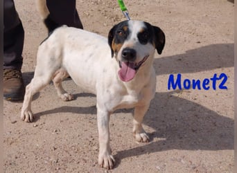 Monet2 03/2021 (ESP) - verschmuster und sehr sozialer, kleiner Ratonero Bodeguero Andaluz!