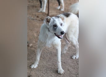 Drea, geb. ca. 09/2020, lebt in GRIECHENLAND, auf einem Gelände, Hunde werden notdürftig versorgt