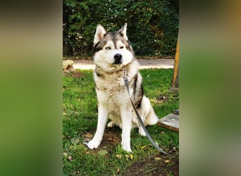 Husky Welpen 3 Rüden suchen ein Zuhause ab Mai