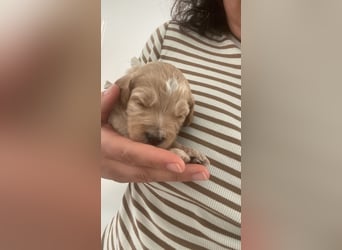 Goldendoodle F1bb Welpen -Liebevoll aufgezogen!