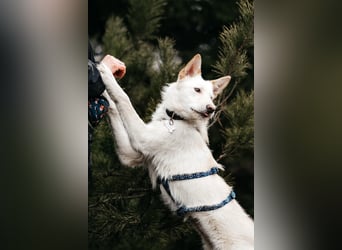 Fröhliche Brynza sucht ihre Familie
