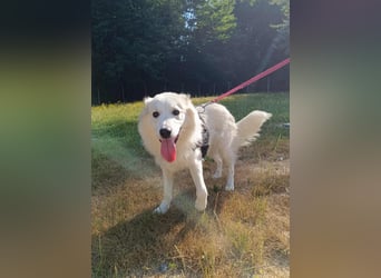 süße Retriever Mischlings Hündin Sally sucht ihre Menschen