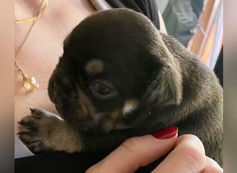Süsse Französische Bulldoggenbabies sind da! Abgabe ca. Anf. Juli