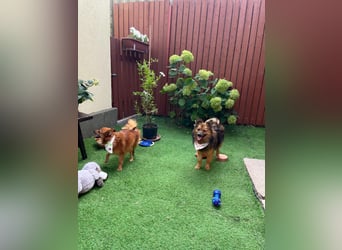 Lilo SR – Verspielte Spitzdame sucht liebevolles Zuhause