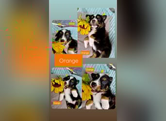 Australian Shepherd Welpen