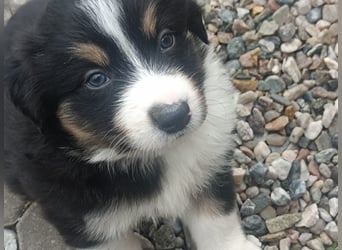 Border Collies Welpen