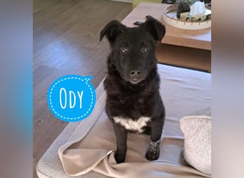 Ody ein absoluter Schatz