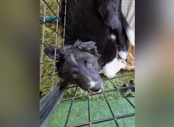 Border collie