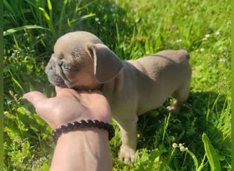 Reinsrassige französische Bulldogge Babys