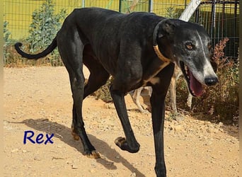 Rex 08/2019 (ESP) - aufgeschlossener, sozialer und angenehmer Galgo!