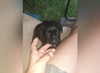 Labradorpuppies mit Papieren suchen ab Mitte Juli ein neues Zuhause