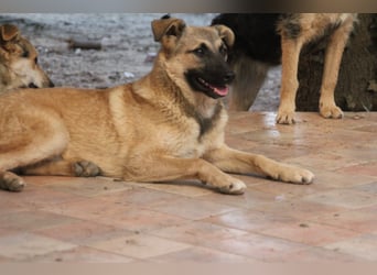 Schäferhund Mix Miley