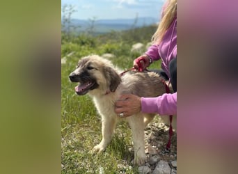 Liesa sucht ihr großes Glück