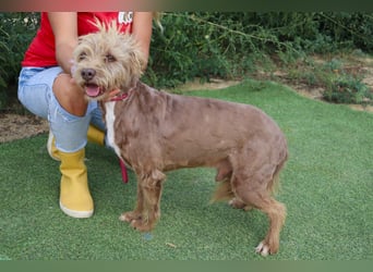 Curly, Mix Podengo / Labradoodle, lieb und sozial