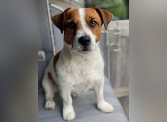 Jack Russell Terrier tricolor reinrassig