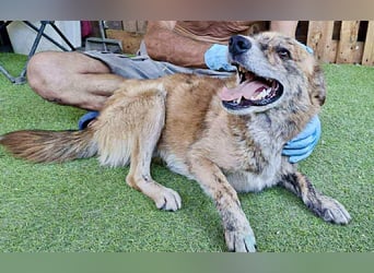 Simba sucht jemanden zum Kuscheln