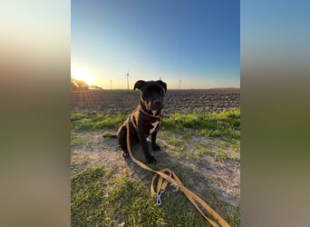 Zuckersüße xxl bully - pitbull hündin