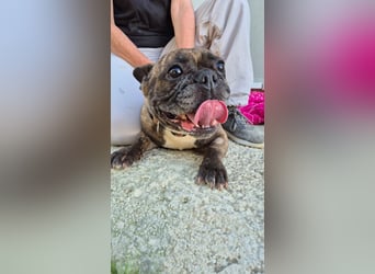 Zwei Frenchies suchen zusammen ihr Glück