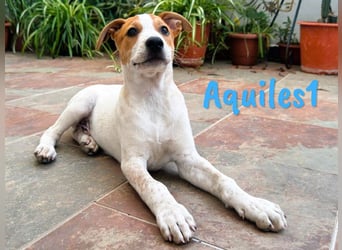 Aquiles1 01/2025 (ESP) - verspielter, aufgeschlossener Bodeguero-Mix Welpe!