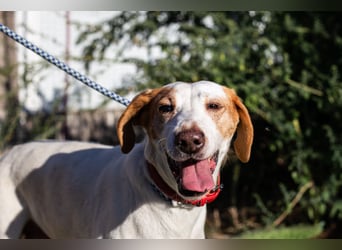 Iva, Mix Labrador / Podengo