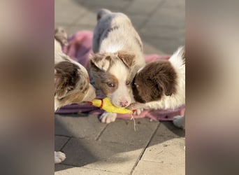 Wunderschöne Border-Collie Welpen (Merle+Braun) ABGABEBEREIT