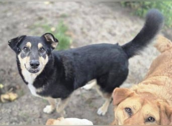 Simba, Kurzhaarcollie Mischling