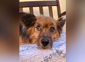 Buddy SR - sanfter Senior sucht liebevolles Gnadenplätzchen