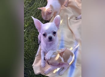 Chihuahua Rüden 9 Wochen alt mit Ahnentafel