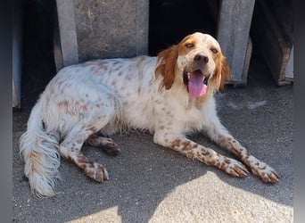 Lieber Setter ♥Luca♥ in 84513 Töging