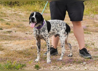 Pintas, Englischer Pointer, lieb und verträglich