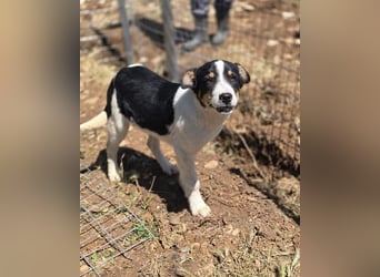 Yuna sucht wundervolle Familie!
