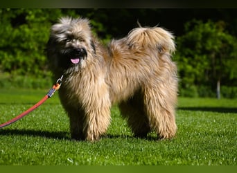 bezaubernde Tibet Terrier Welpen aus liebevoller Zucht dürfen Ende Juli ausziehen..