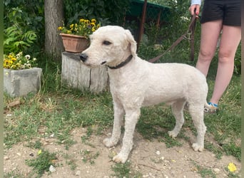 Lazar sucht ein Zuhause
