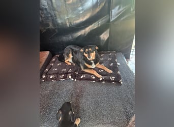 Süße Shiva sucht ihre Kuschelpartner