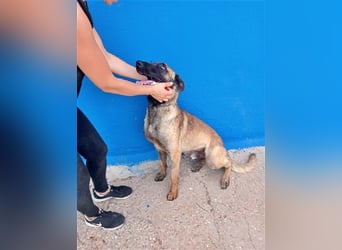 Tintin, traumhafter Malinois Rüde mit bestem Charakter, sehr sozial   Steckbrief Name: Tintin Rasse: