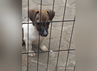 Jack Russell Terrier HÜNDIN mit CHIP/Eu-Pass AB SOFORT