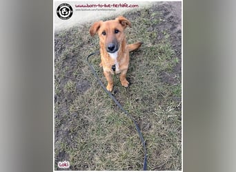 LOKI auf der Suche nach seinen Menschen für immer!