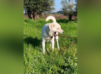 Kleiner Rüde BARNEY sucht sein großes Glück