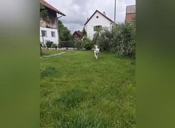 Berni - ein absoluter Traumhund
