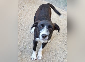 Jungrüde ♥ Xavi ♥ unser kleiner Herzöffner