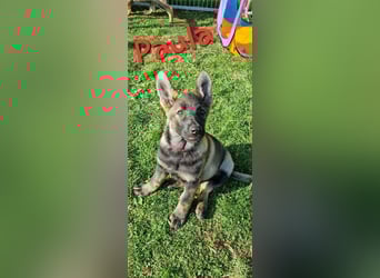 Reinrassige Schäferhund Welpen mit SV Papieren