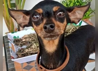 TANA-Minimaus sucht Zuhause!