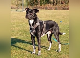 MIKO-#NOTFALL#-hübscher Hundemann liebt ausgedehnte Spaziergänge im Grünen